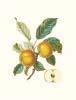 Pierre Jean Francois Turpin art print