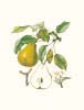 Pierre Jean Francois Turpin art print