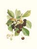Pierre Jean Francois Turpin art print