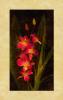 John Seba art print