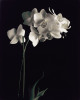 Dianne Poinski art print