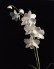 Dianne Poinski art print