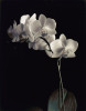 Dianne Poinski art print