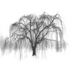 Harold Silverman art print