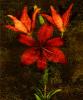 John Seba art print
