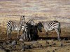 Simon Combes art print