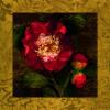 John Seba art print