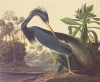 John James Audubon art print