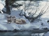Terry Isaac art print
