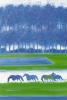 Andre Brasilier art print