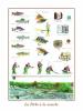 Sport Collection art print