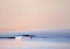Pierre Doutreleau art print