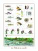 Sport Collection art print
