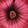 Andrew Levine art print