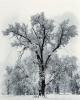 Ansel Adams art print