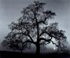 Ansel Adams art print