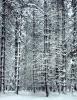 Ansel Adams art print