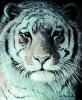 Robert Bateman art print