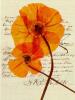 Kollenbaum art print