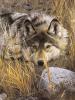 Carl Brenders art print