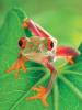 Flach art print