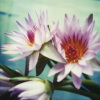 Botanica art print