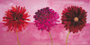 Val�rie Roy art print