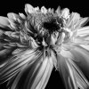 Darlene Shiels art print