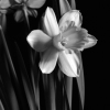 Darlene Shiels art print
