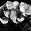 Darlene Shiels art print