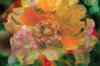 John Von Benzon art print