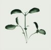 Nina Farrell art print