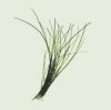 Nina Farrell art print