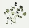 Nina Farrell art print