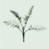 Nina Farrell art print