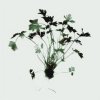 Nina Farrell art print