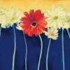 Nel Whatmore art print