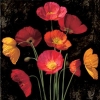John Seba art print
