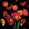 John Seba art print