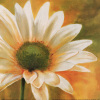 Pierre Viollet art print