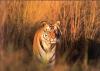 Francois Savigny art print