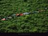 Yann Arthus-Bertrand art print