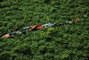 Yann Arthus-Bertrand art print