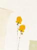 Christian Choisy art print