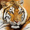 Danielle Beck art print