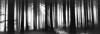 Helmut Hirler art print