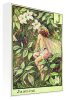 Flower Fairies art print