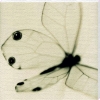 Sandi Fellman art print