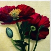 Rachel Deacon art print