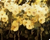 Ann Neate art print